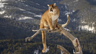 Mountain lion tree branch mountains 3 - a mountain lion free wallpaper