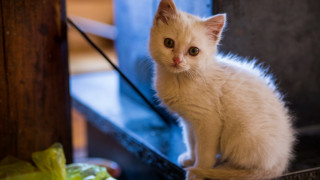 White kitten chair sad ascii - a chair free wallpaper