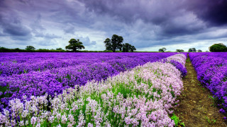 Purple flower field cloudy sky 2 - under a cloudy sky free wallpaper