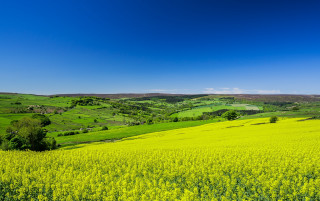 Green field blue sky trees 2 - a few hill free wallpaper