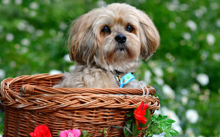 Small dog basket flower ribbon 2 - its neck free wallpaper for desktop
