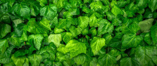 Green leaves water droplets nature 5 - green leaf free wallpaper for desktop