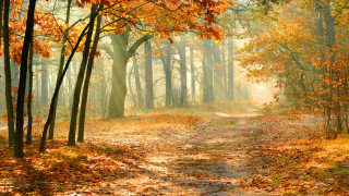 Dirt road autumn leaves fire - a dirt road free wallpaper