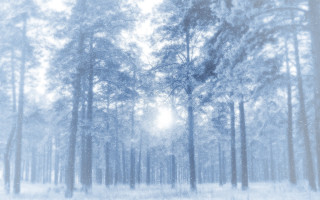 Snowy forest sunshine magical realism - a snowy forest free wallpaper