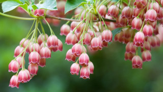 Pink flowers green leaves blurry 6 - branch and a blurry background free wallpaper