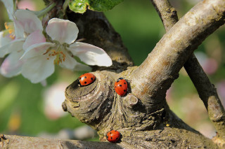 Ladybugs tree branch flower macro - ecological art free wallpaper