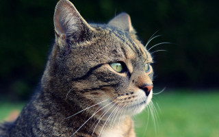 Cat green eyes staring blurry - a blurry background of grass and trees free wallpaper for desktop