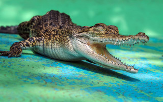 Small alligator open mouth blue - animal free wallpaper for desktop