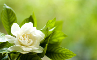 White flower green leaves sunlight 4 - green leaf free wallpaper for desktop