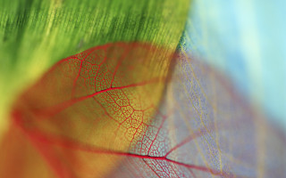 Leaf red green macro blur - a green center free wallpaper