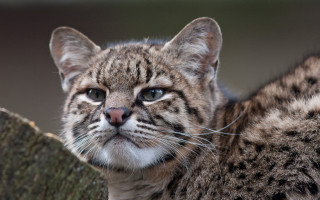 Cat tree closeup animal focus - a close up of a cat free wallpaper