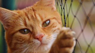 Serious cat fence closeup macro - a paw free wallpaper