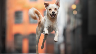 Small dog shiba inu jumping - a small dog free wallpaper