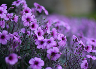 Purple flower field macro blurry 3 - betty merken free wallpaper