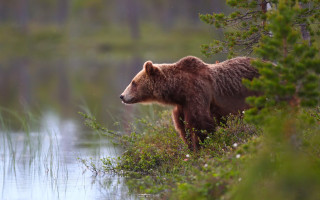 Brown bear lake forest jigsaw - top of a grass free wallpaper
