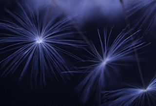 Blue fireworks closeup black background - macro photography free wallpaper