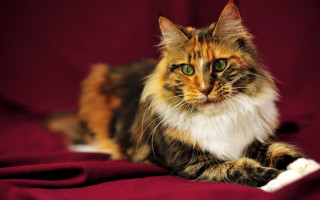 Cat regal green eyes blurry 2 - a serious look free wallpaper