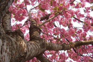 Pink flower blooming tree sky - the background and a sky background free wallpaper