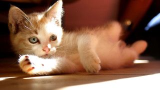 Curious kitten sunlight blurry background - sunlight free wallpaper