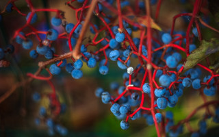 Blue berries branch red stems - a bunch free wallpaper
