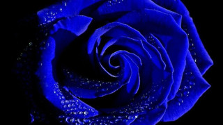 Blue rose water droplets black - esao free wallpaper