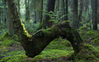 Moss covered tree fern forest - a moss free wallpaper