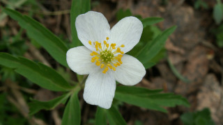 White flower yellow stamens leaves - simple free wallpaper for desktop