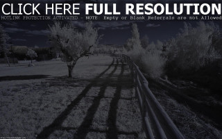 Black white photo field trees - cinematic matte painting free wallpaper