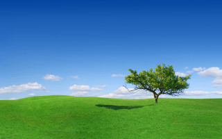 Lone tree green field blue 13 - free summer wallpaper