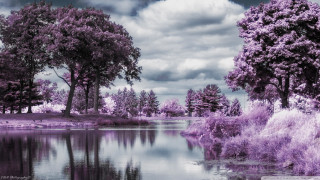 Lake trees grass purple hued - a purple hue free wallpaper