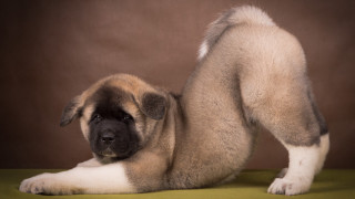 Puppy green surface arabesque jigsaw - a green surface free wallpaper