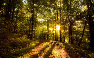 Forest dirtroad sunlight trees cityscape - a dirt road in the middle of a forest free wallpaper