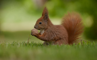 Squirrel eating nut grassy background - the background and a blurry background of grass free wallpaper