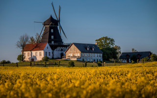Windmill field yellow flowers house - a red roof free wallpaper