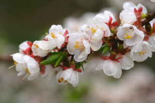 Tree branch white flowers green - white flower free wallpaper for desktop