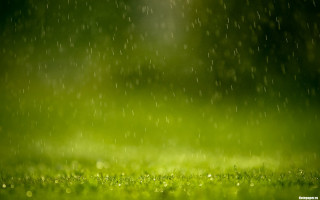 Green field rain shining nature - a green field free wallpaper