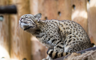 Cat fence post looking up 2 - a wooden fence next free wallpaper