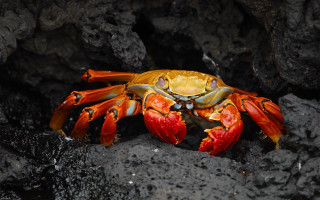 Yellow crab red legs rock - a rock surface free wallpaper