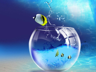Fish jumping bowl ocean blue 2 - a bowl of water free wallpaper