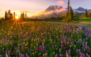 Wildflower field sunset mountain cloudy - the background and a mountain in the distance free wallpaper