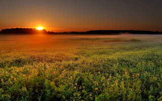 Sunset fog flower field mountain - free summer wallpaper
