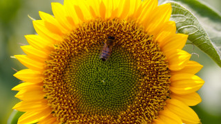 Bee sunflower green background summer - a sunflower free wallpaper