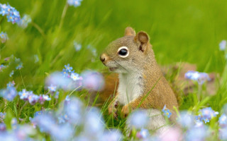 Squirrel blueflowers grass impressionist nature - a blurry background of grass free wallpaper