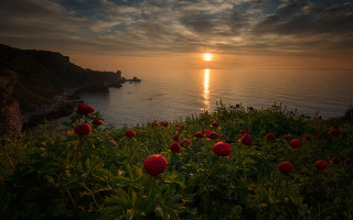 Sunset waterflowers boat mountain horizon - the foreground and a boat in the distance free wallpaper