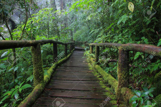 Wooden walkway moss dense forest - a wooden walkway free wallpaper