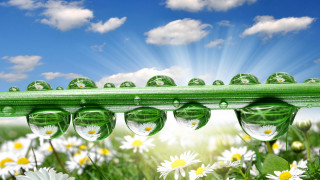 Green daisies water drops blue 2 - photorealistic imagery free wallpaper