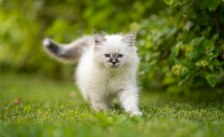 White kitten green field blue - lush free wallpaper