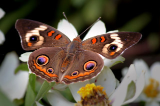 Butterfly orange blue flower bokeh - its wing free wallpaper