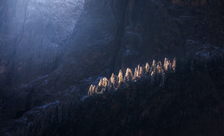 Mountain trees snow light foggy - above them free wallpaper