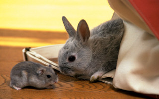 Shiba inu cats storybook cute - free animals wallpaper